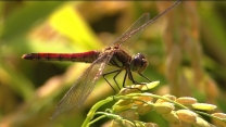 蜻蜓--视频截图