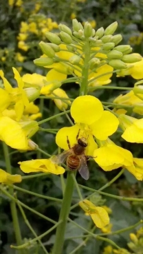 蜂 与 花