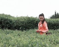 惊现小杨钰莹——黑包山上的采茶小姑娘
